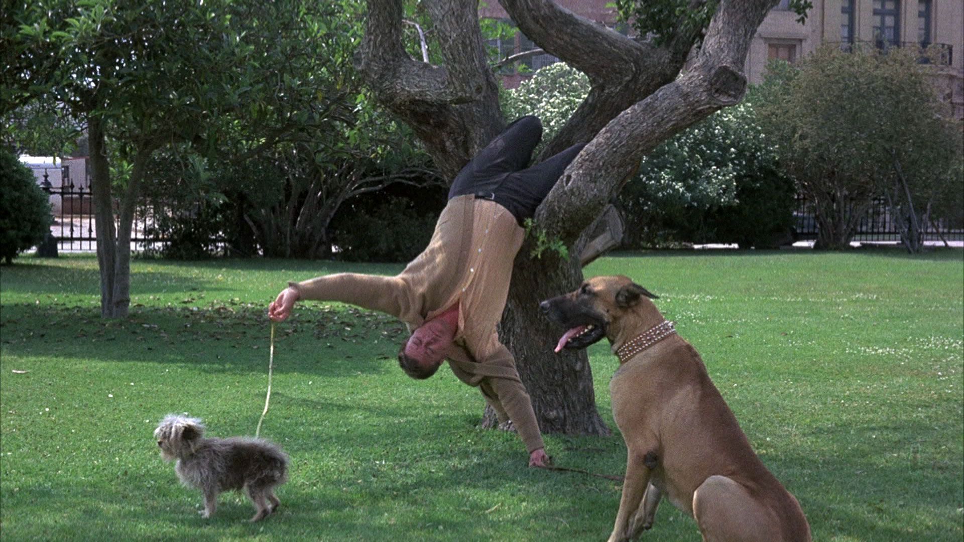 Das freche Hündchen