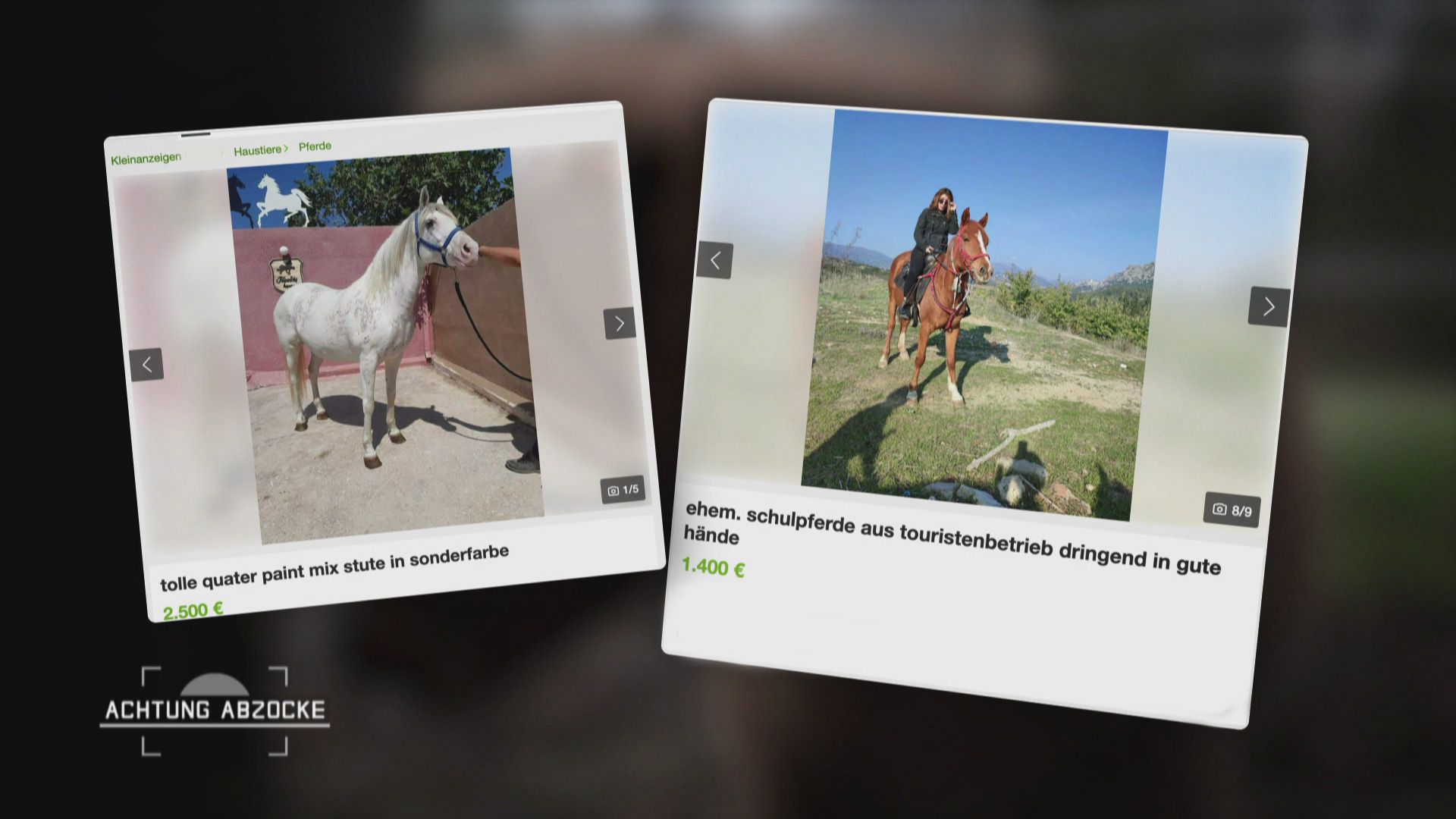 Finger weg vom Pferdekauf im Internet!