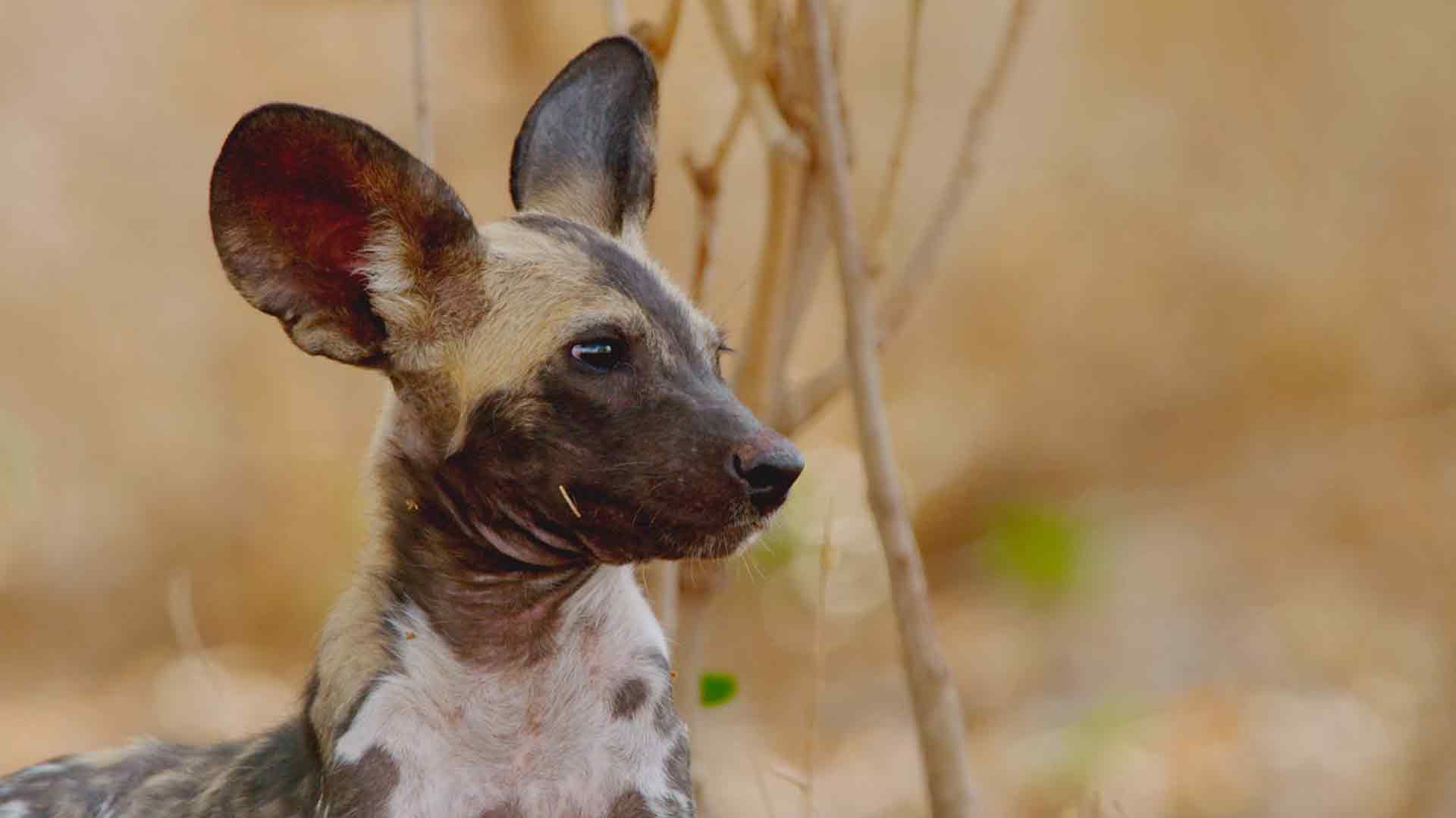 Das Hot Springs Rudel