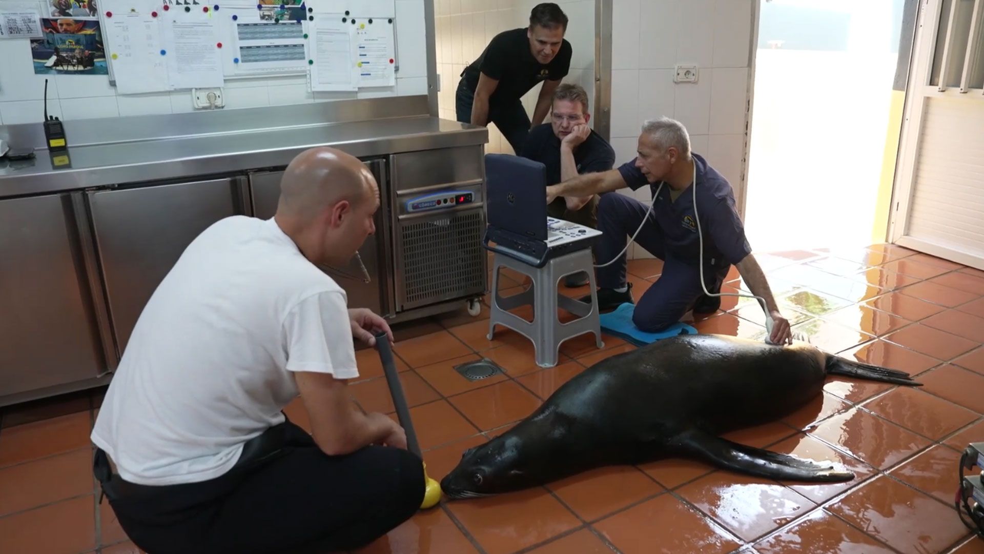 Ist Seelöwin Brisa schwanger?