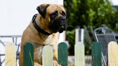 Der Bulle und das Biest Der Bulle und das Biest Folge 3: Hundeschule