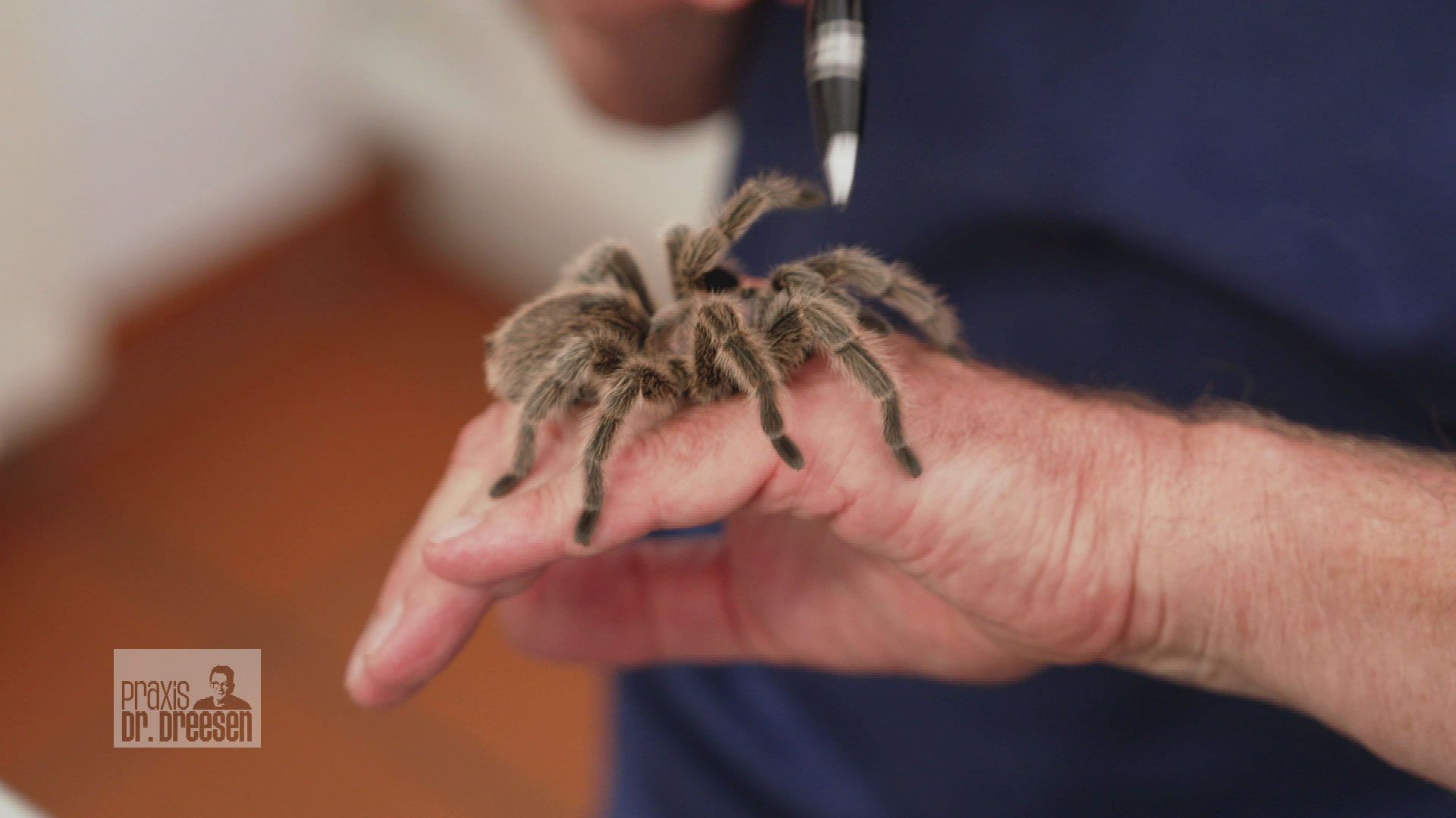 Krabbeliger Besuch bei Dr. Dreesen