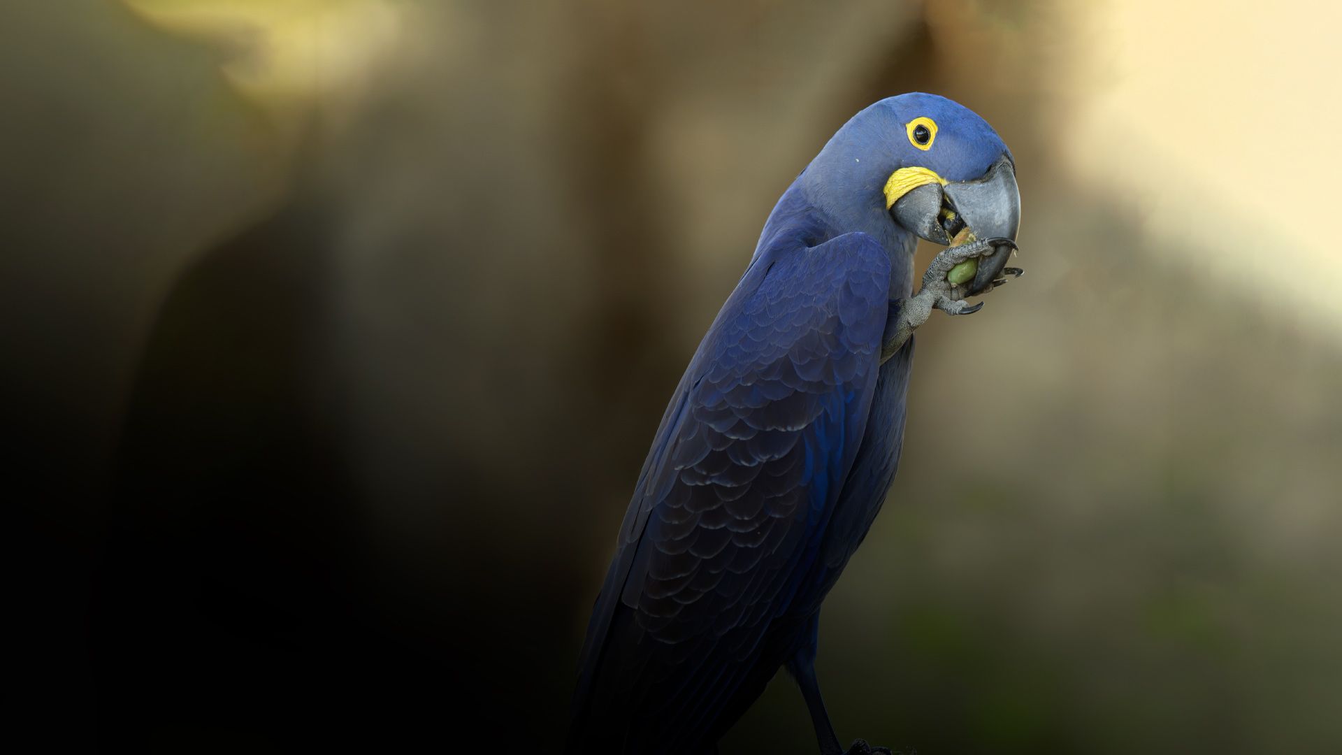 Brasilien ungezähmt