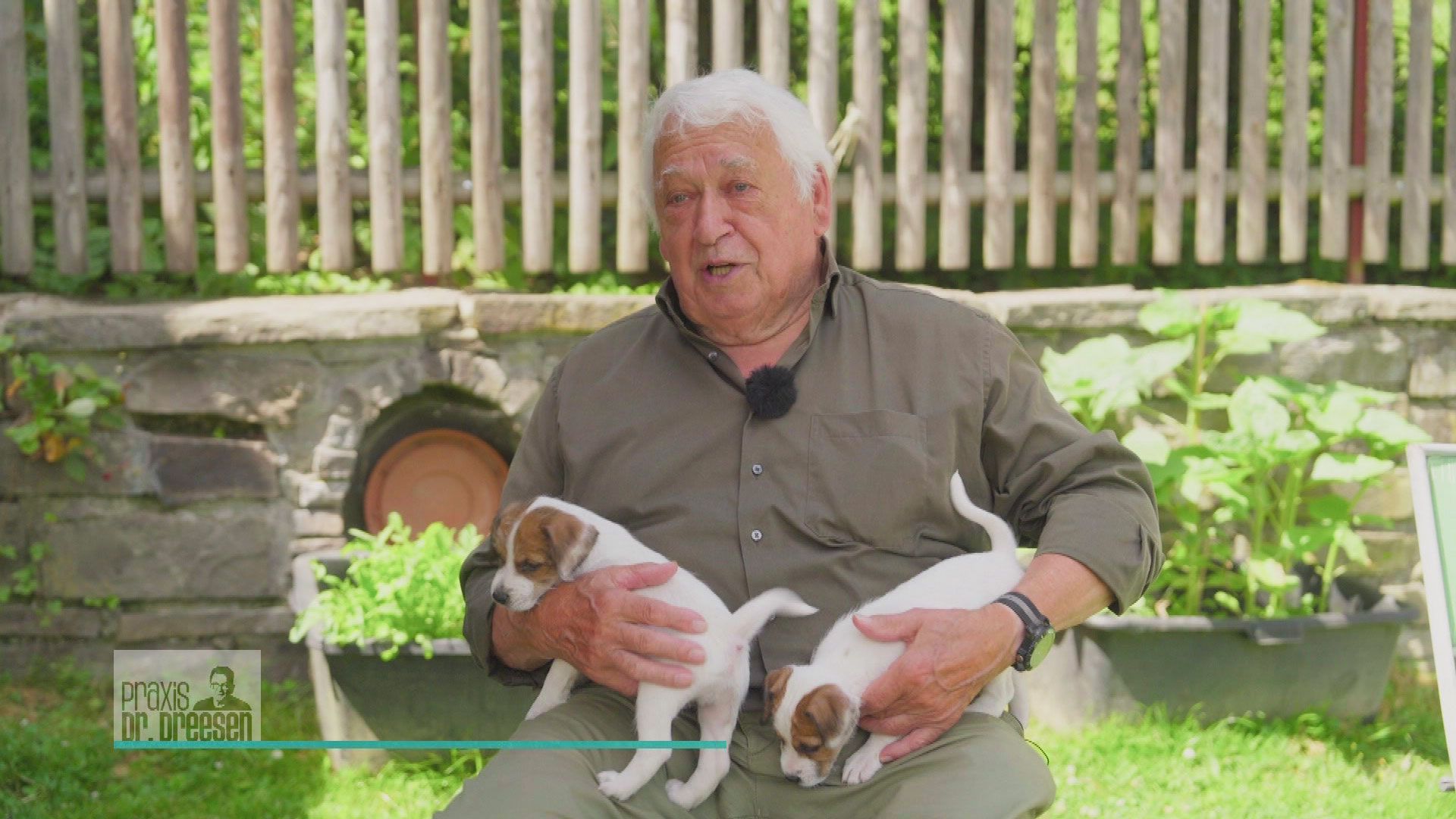 Zu Besuch bei süßen Jack Russell Terrier Welpen