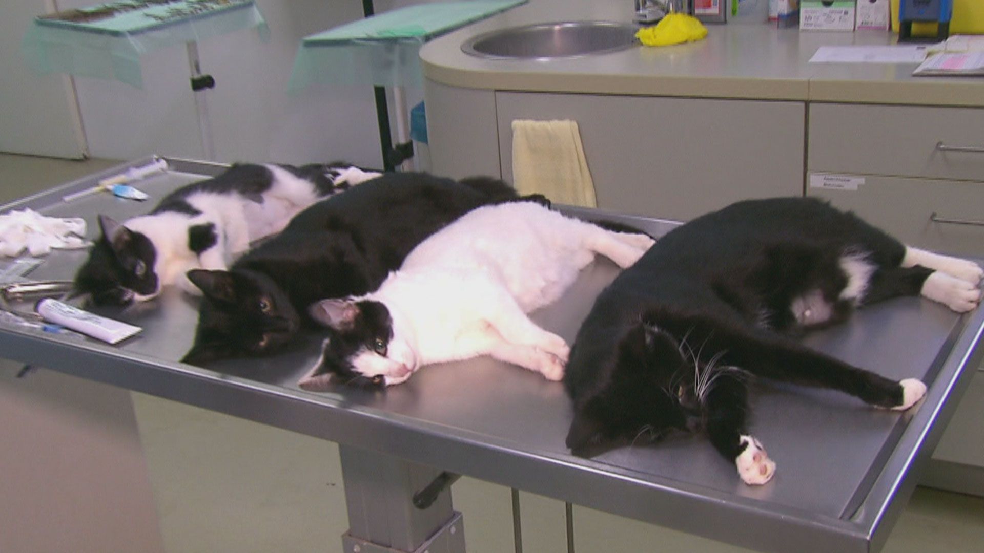 Massenkastration von Katern in Berlin