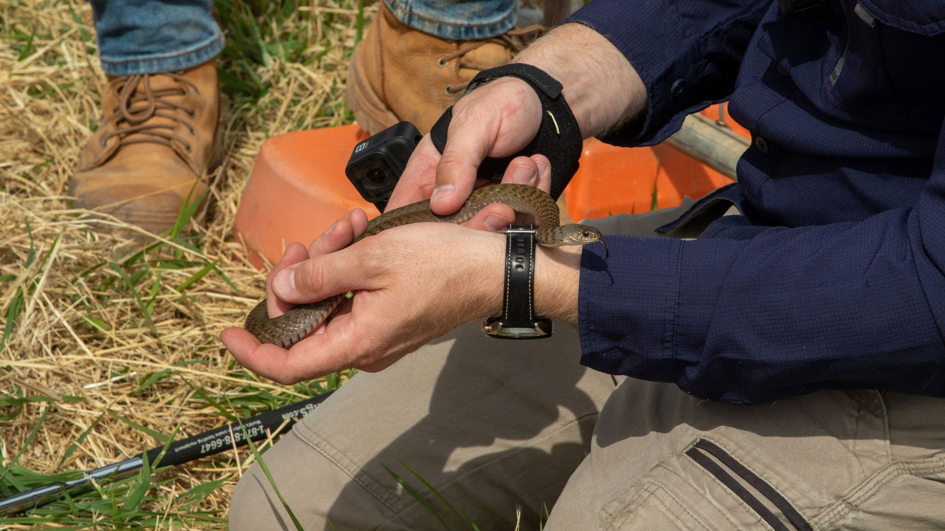 Die randalierende Wasseragame