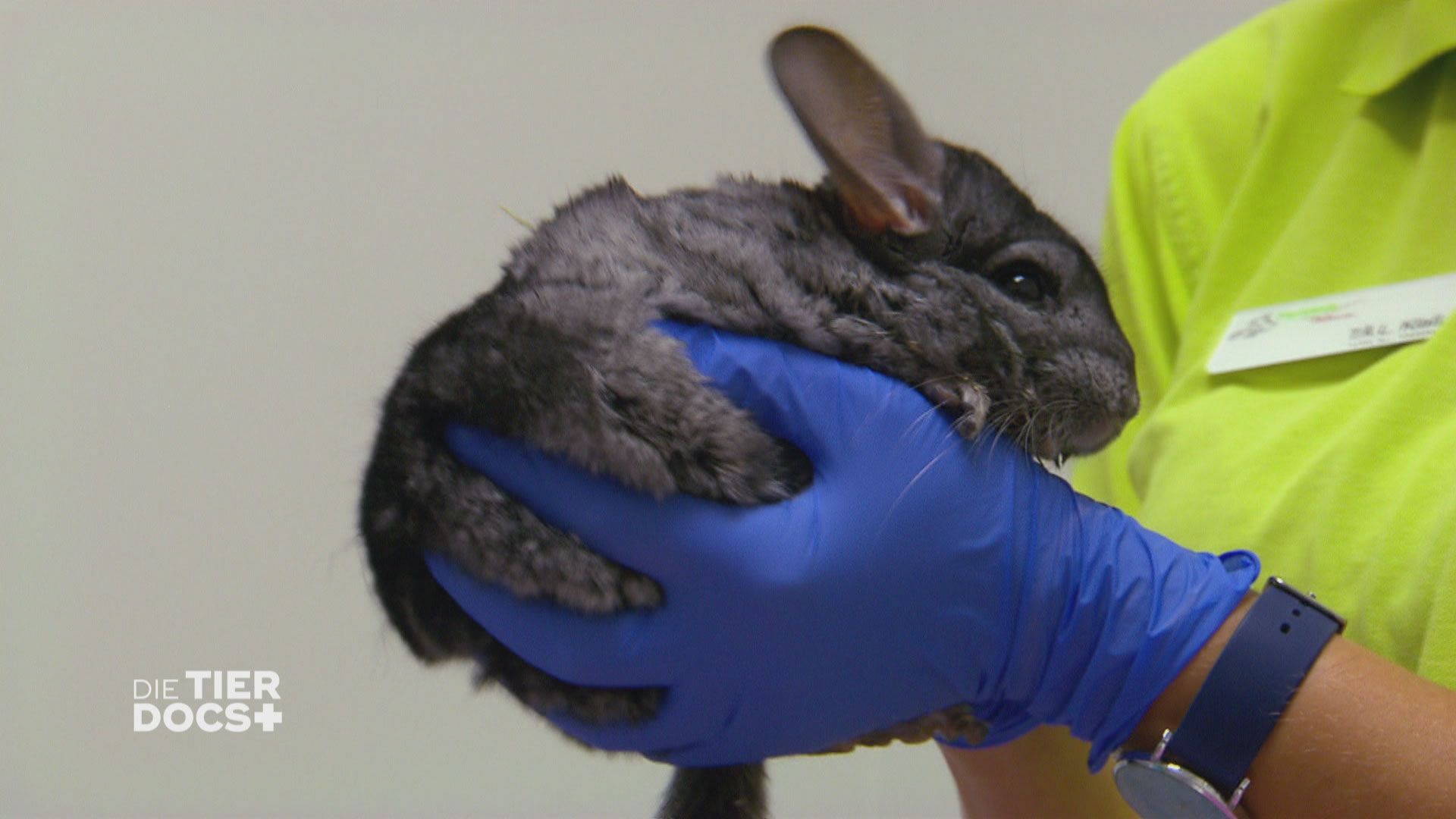 Chinchilla in Lebensgefahr