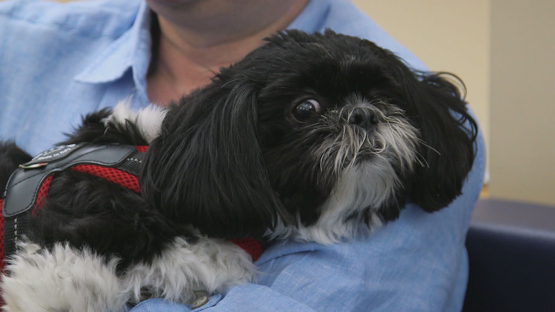 Lucky, Mason und Bongo
