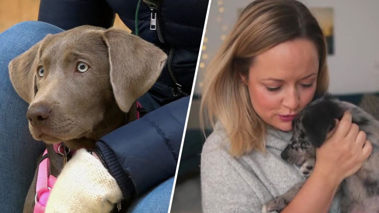 Erste Hilfe-Kurs und Welpenerziehung bei Youtube-Star Melli