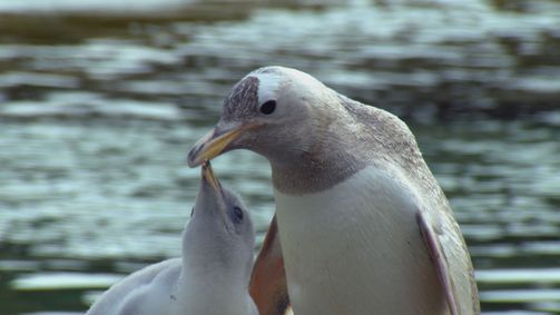 Tierbabys Tierbabys Folge 6: Primatenfamilien