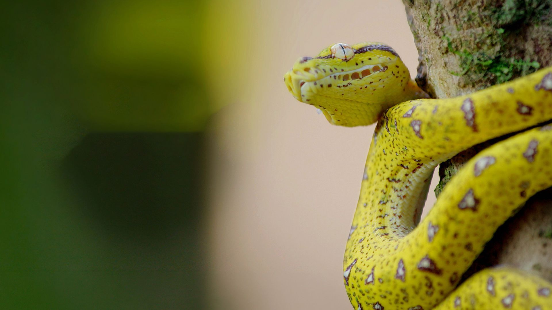 Geheimnisse des wilden Australiens