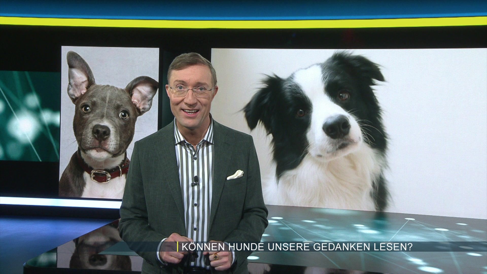 Lesen Hunde unsere Gedanken?