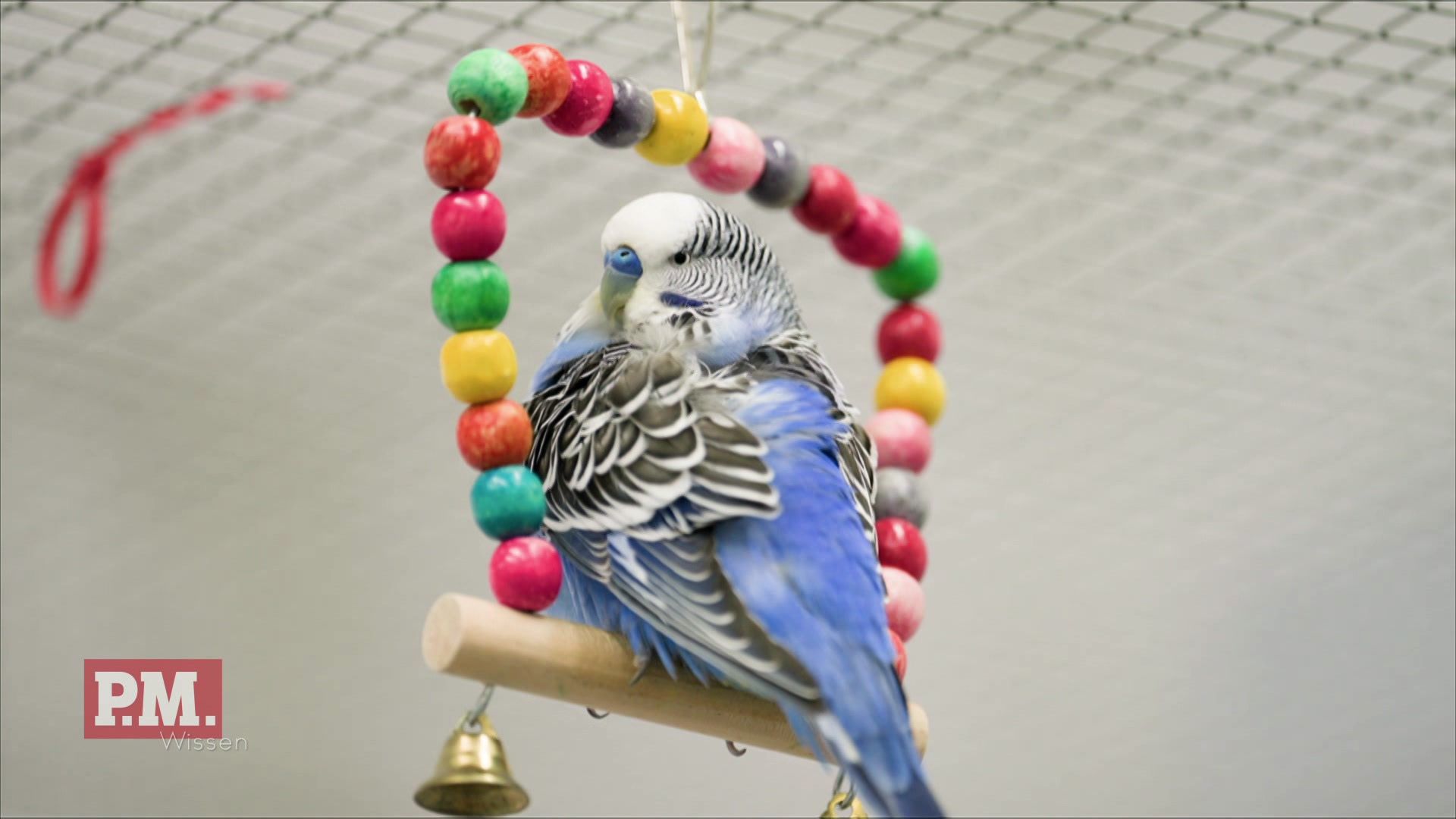 Was zwitschern Wellensittiche?