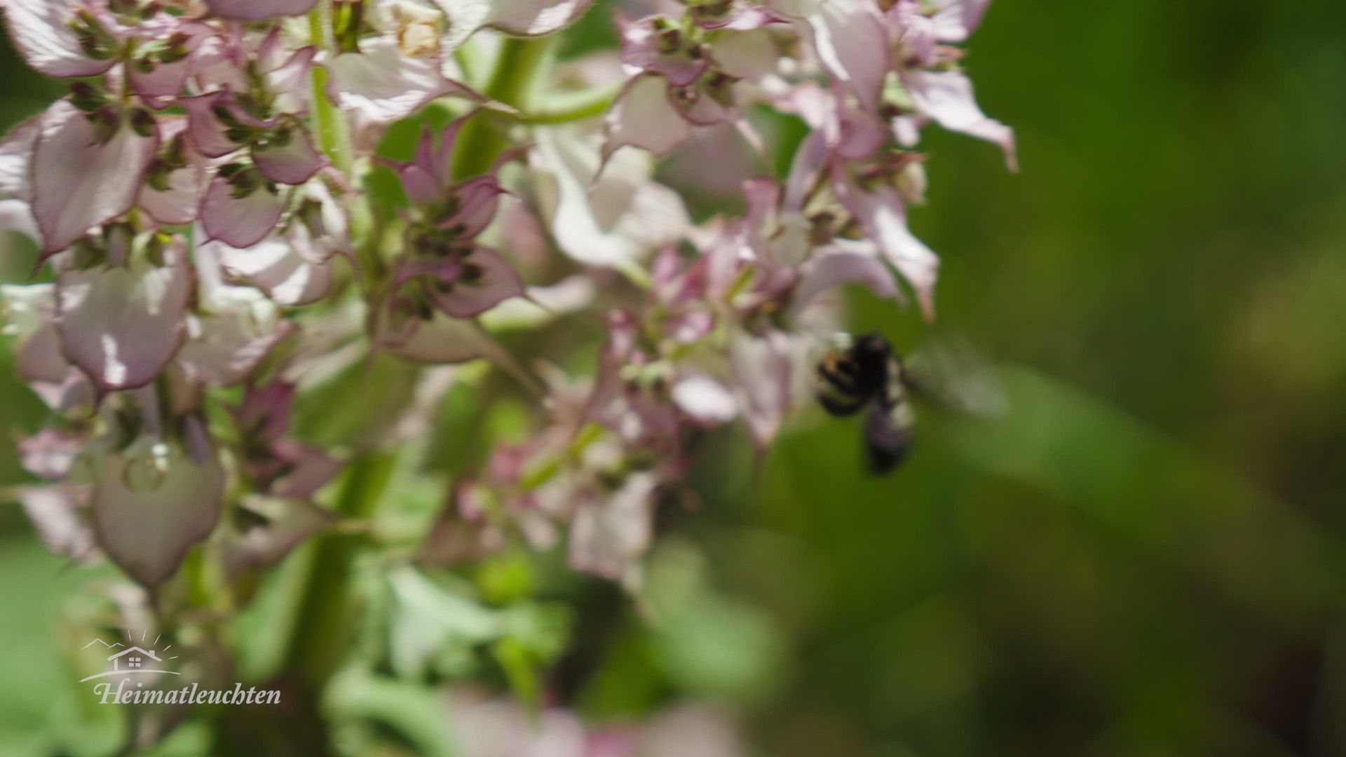 Bergfrühling in Südtirol - Rund um Meran