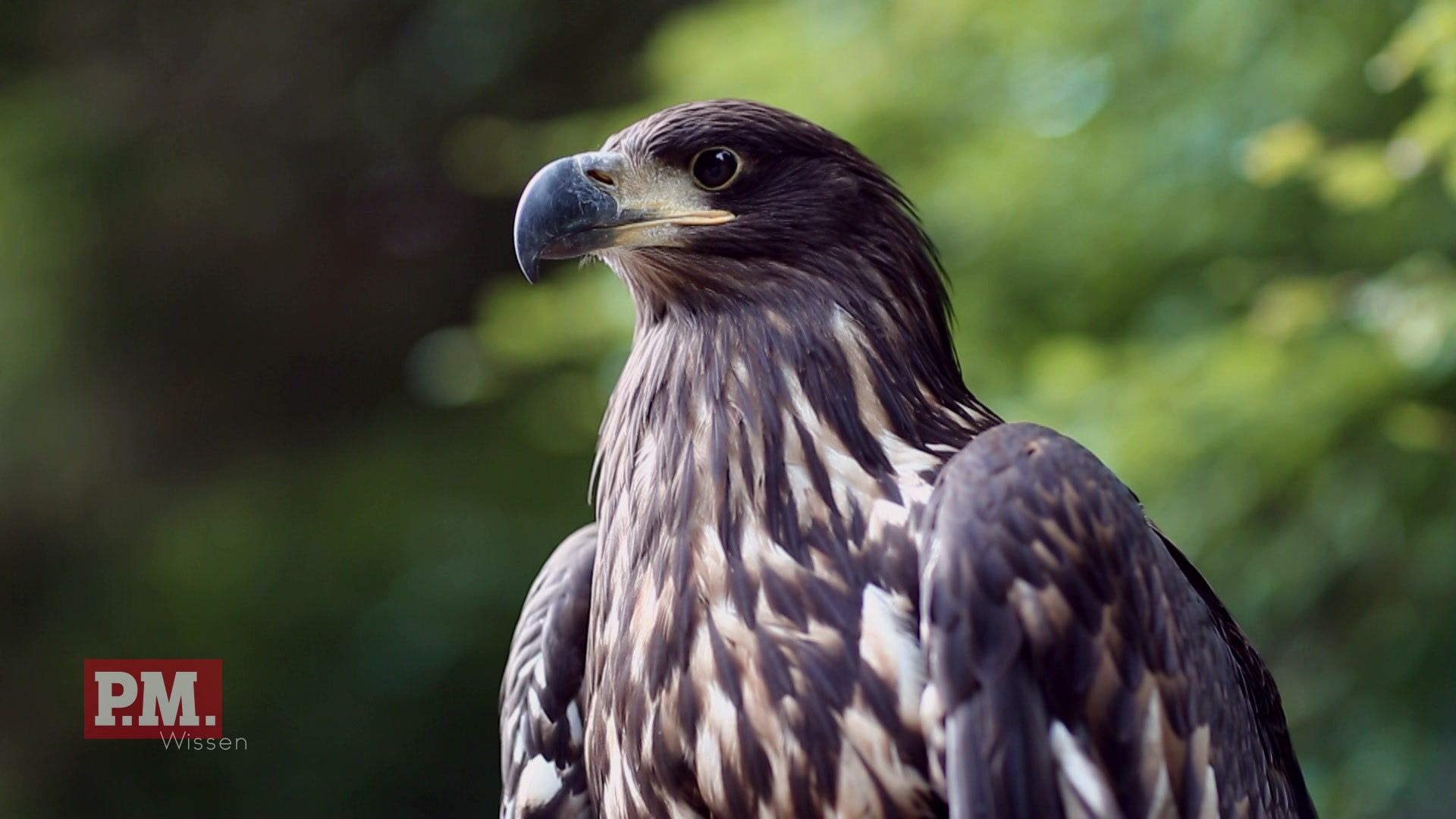 Tierischer Truppenübungsplatz