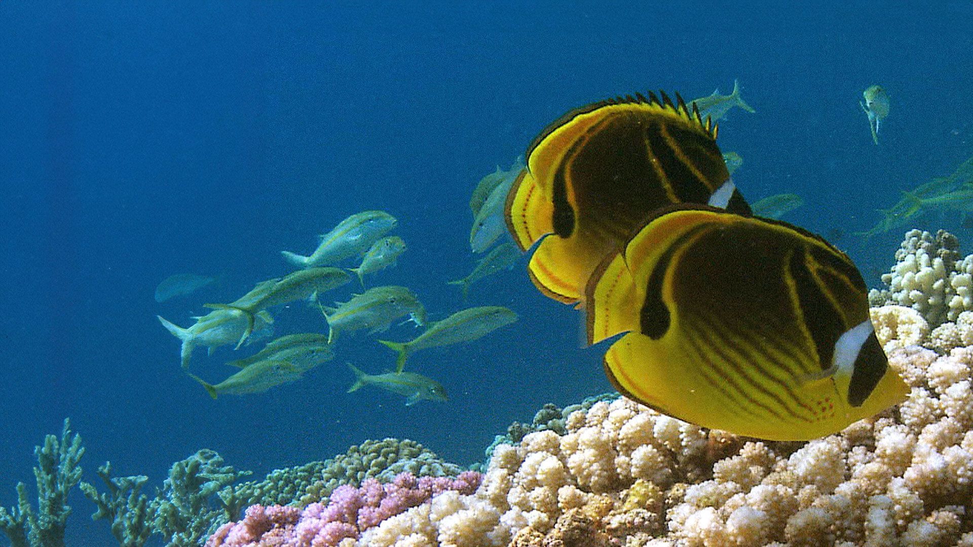 Im Reich der Tiefe - Folge 5: Fakarava: 24 Stunden am Korallenriff