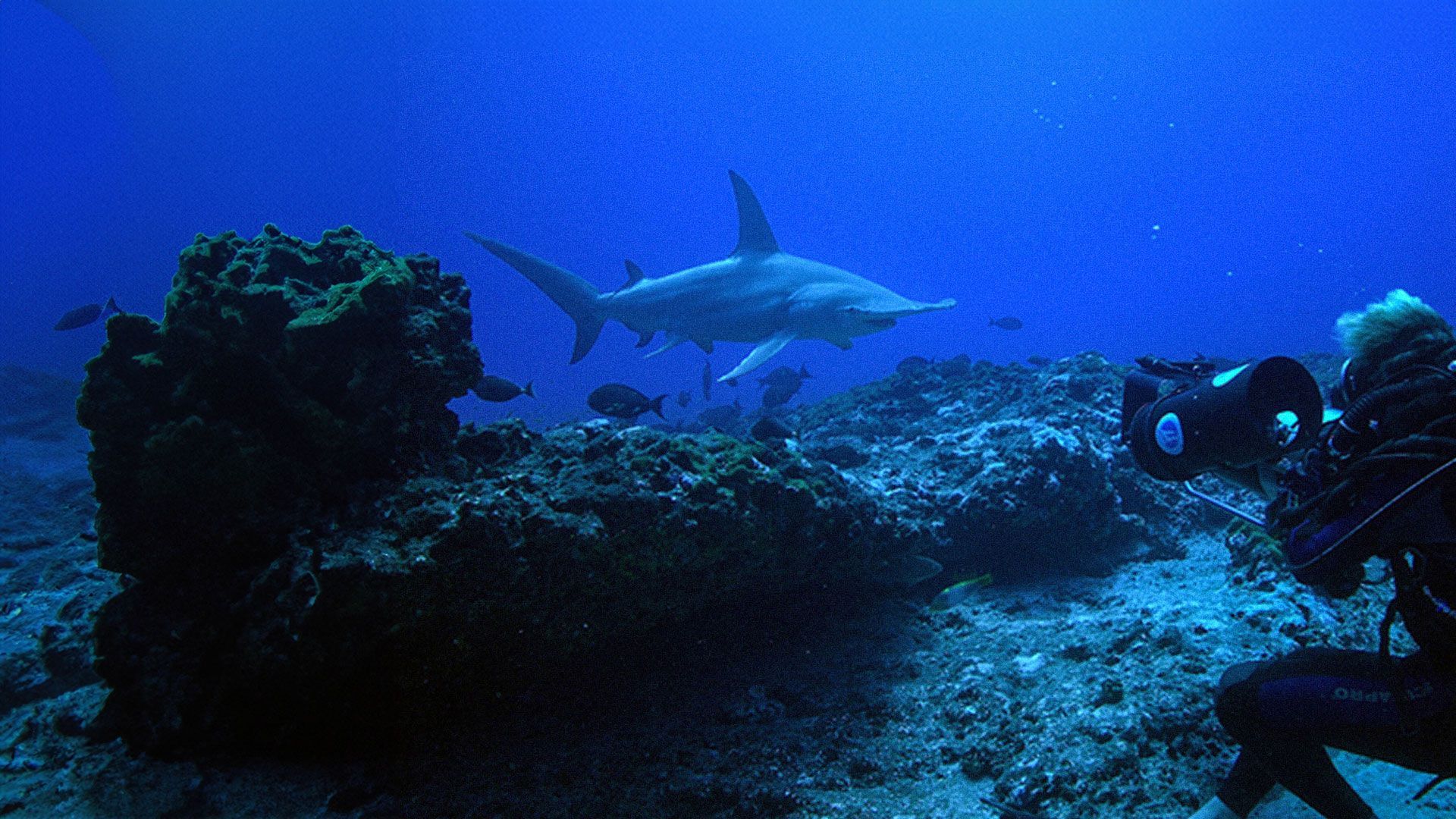 Im Reich der Tiefe - Folge 1: Der große Hammerhai von Rangiroa