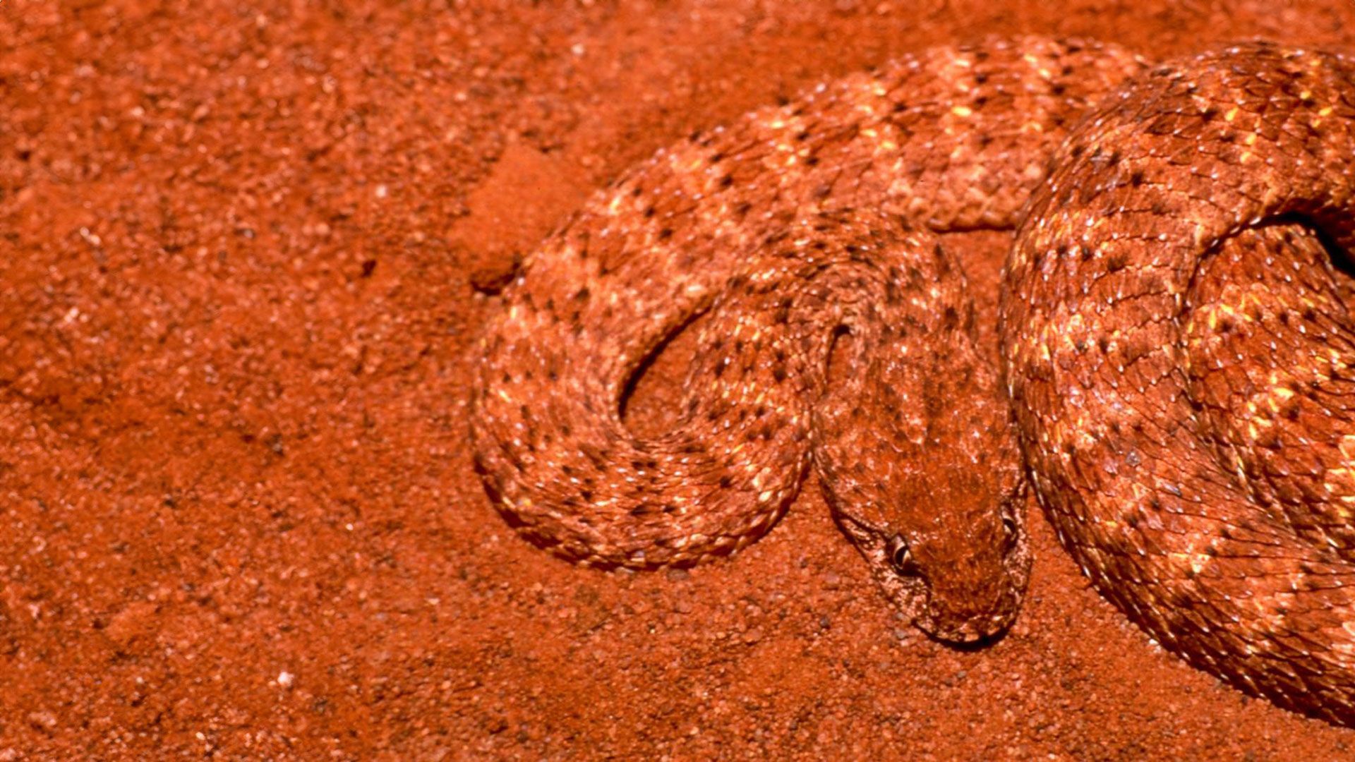 Tiere rüsten auf - Folge 2: Flachland