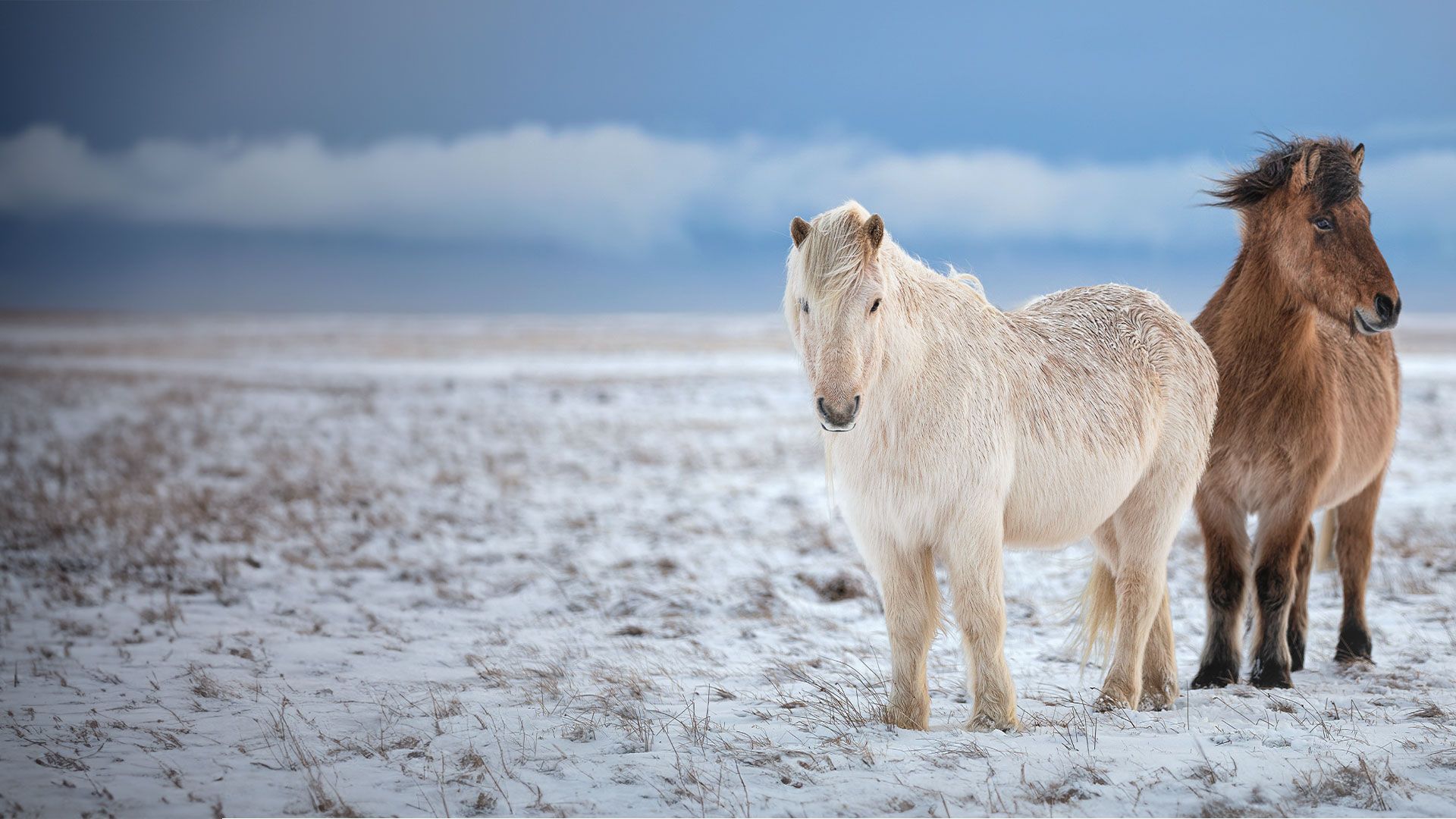 Wunderwelt der Tiere – Island Ponys