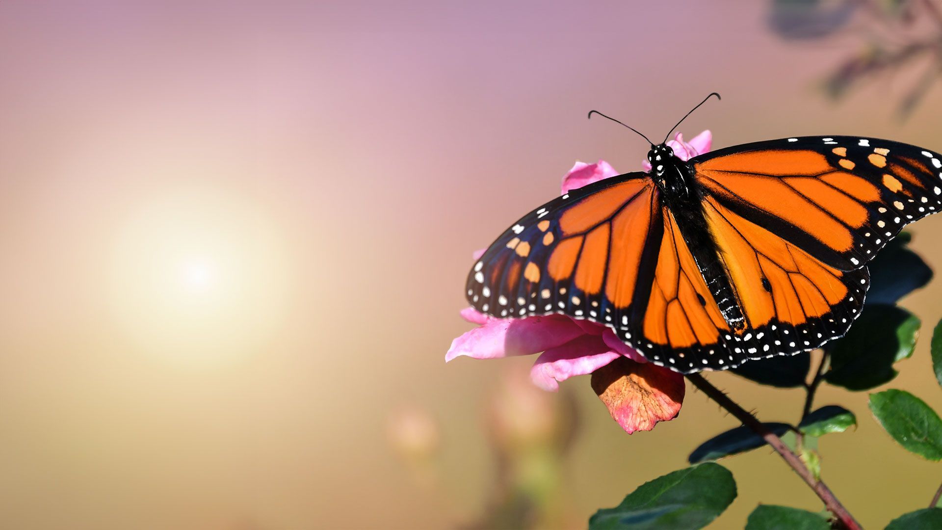Flight of the Monarch Butterfly