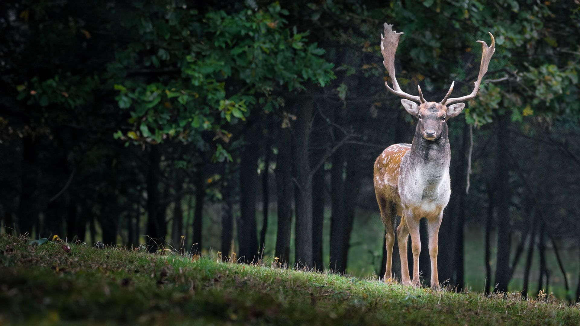 100 Tiere unserer Erde