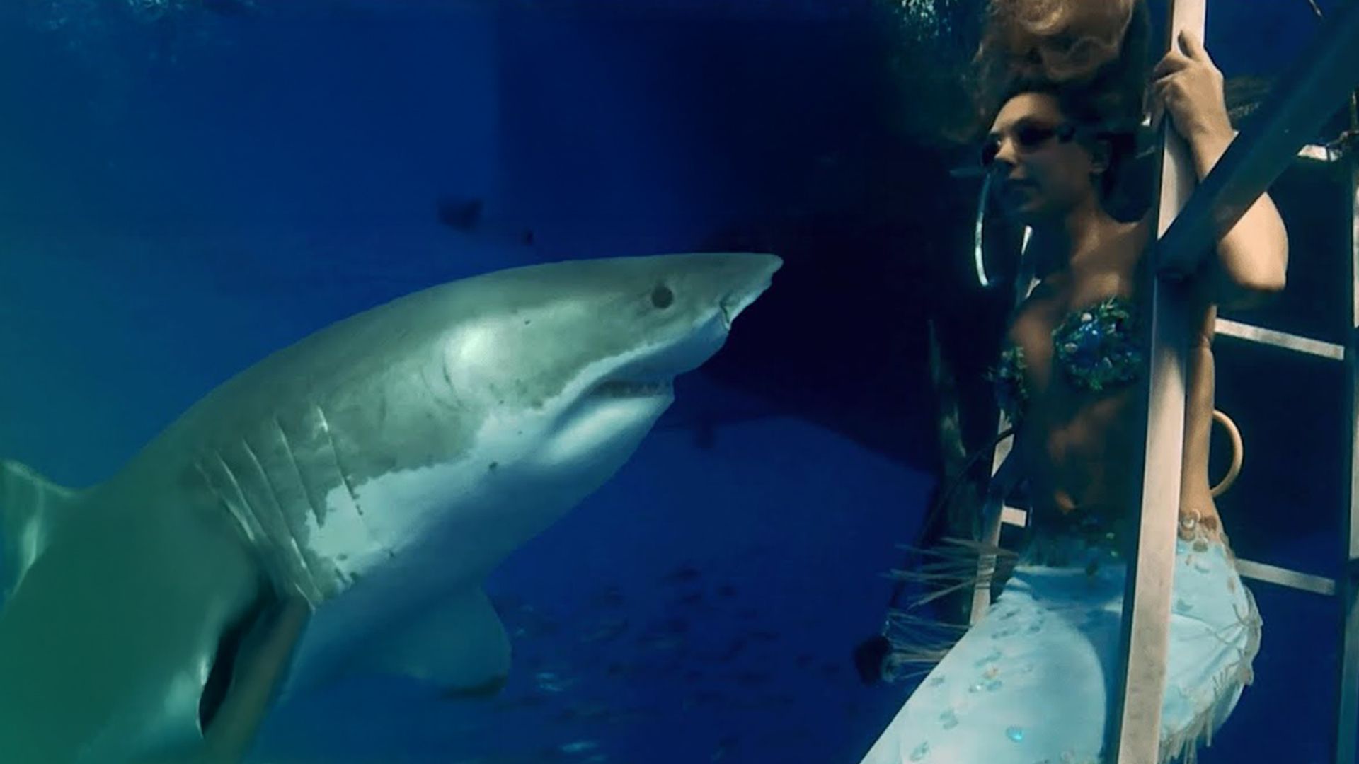 Tauchen mit dem Weißen Hai - Ein Selbstmordkommando?