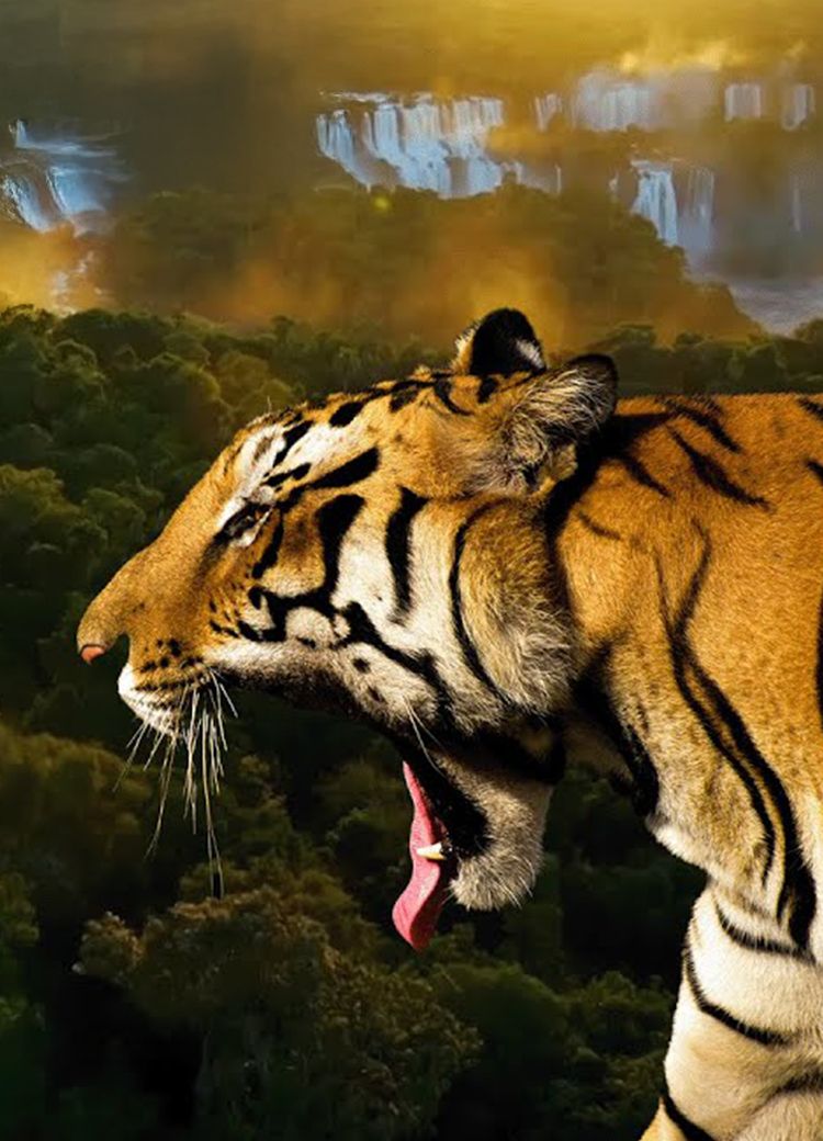 Doku: In den Tiefen des Atlantischen Regenwalds