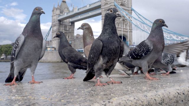 Universum: Großstadtgeflatter - Weltenbummler Taube