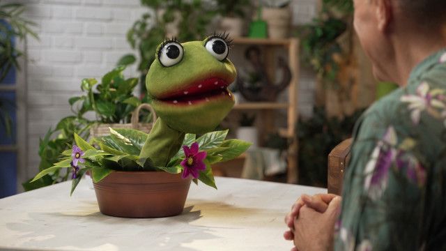 Die Gartenpiraten: Zimmerpflanzen