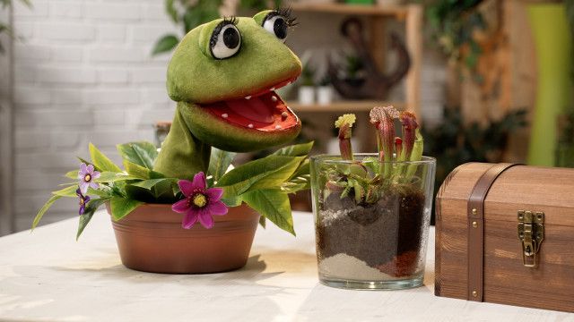 Die Gartenpiraten: Fleischfressende Pflanzen