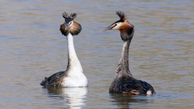 Universum: Bodensee - Wildnis am großen Wasser