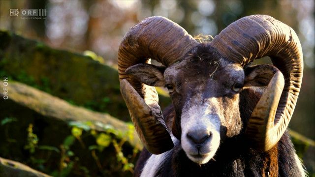 Land der Berge: Schafe - Die heimlichen Helden der Almen