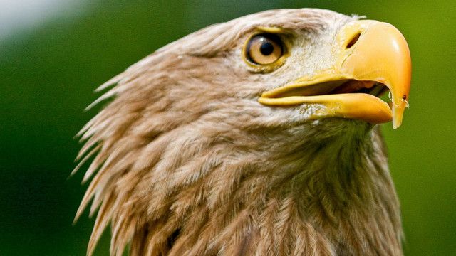 Universum: Der Flug des Seeadlers