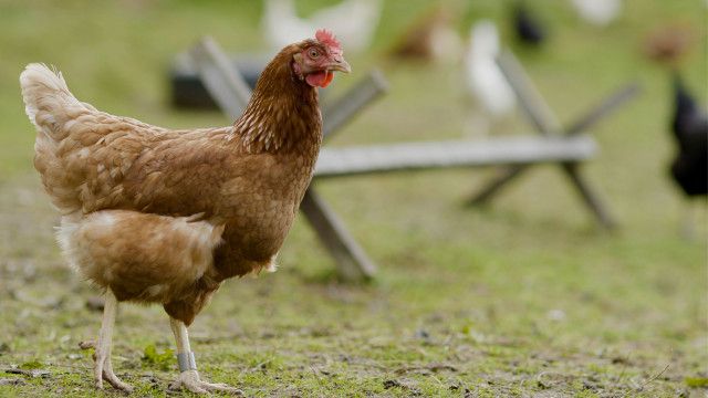 Dok 1: Die Schnitzelfrage: Billig oder Bio?