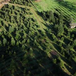 Ländle-Christbäume-Bestand in Vorarlberg wird knapp