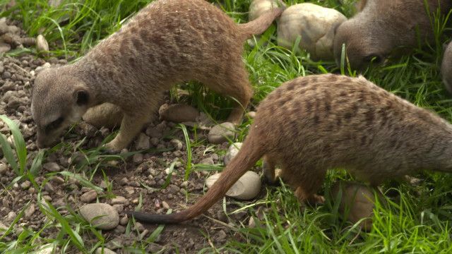 Tolle Tiere vom 19.01.2025