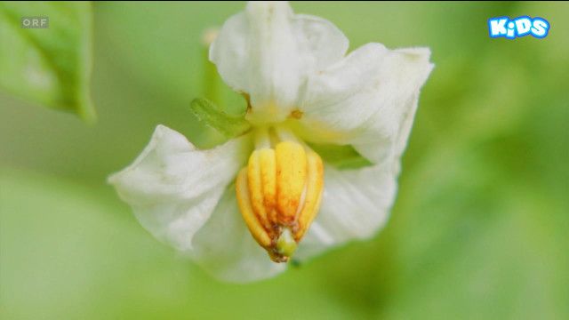 Naturgeschichten: Das Kartoffel-Geheimnis - Folge 2