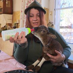 Familie zieht verstoßenes Lämmchen im Wohnzimmer auf