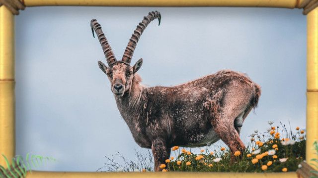 Tolle Tiere vom 30.10.2024