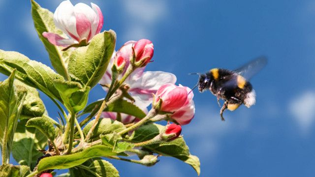 Expeditionen: Hummeln - Bienen im Pelz