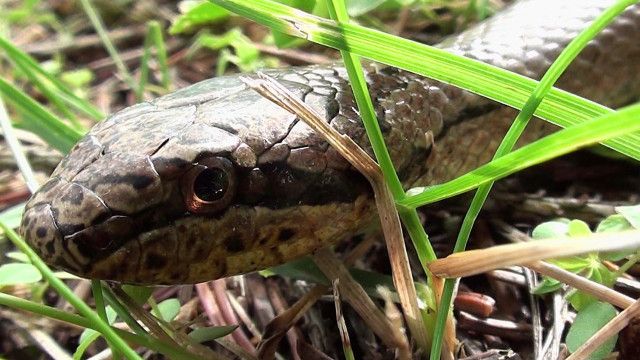 Tolle Tiere vom 31.10.2024