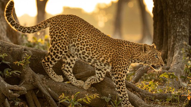 Universum: Olimba - Königin der Leoparden