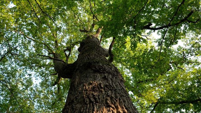 Expeditionen: Die geheimnisvolle Sprache der Bäume - Unterwegs mit den Hütern des Waldes