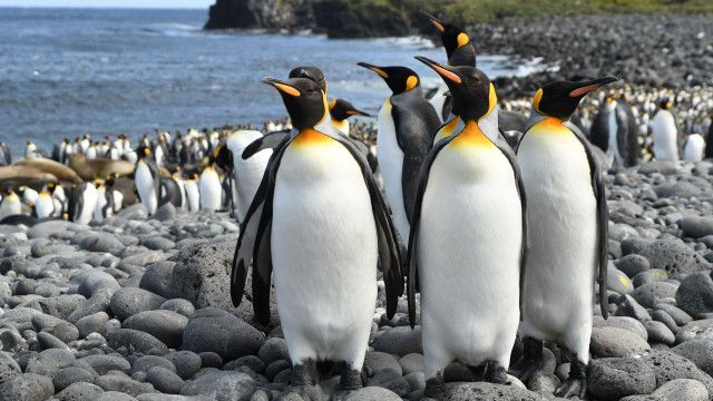Universum: Ein Jahr auf unserer Erde - Winter