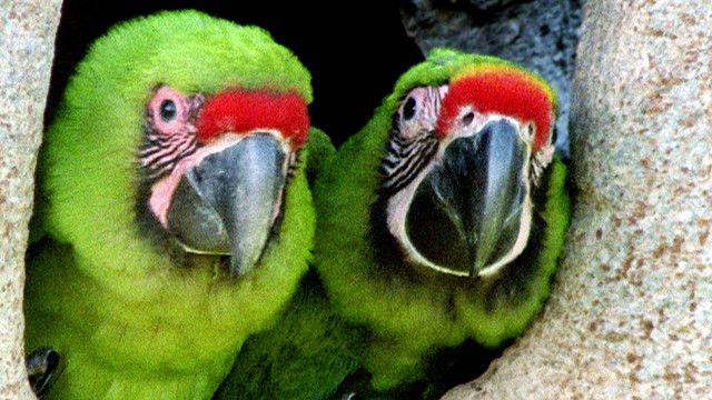 Expeditionen: Costa Rica - Der Regenwald der Österreicher