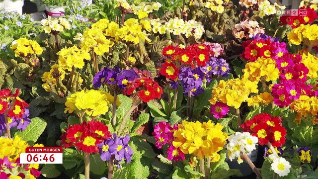 Guten Morgen Österreich vom 09.03.2026