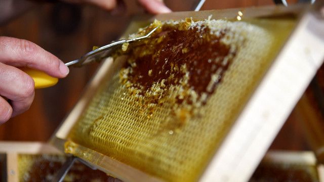 Honig - süße Leidenschaft