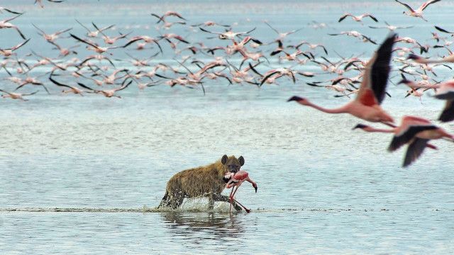 Universum: Rift Valley - Der große Graben (2/3)