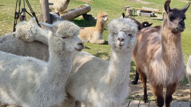 G'sund in Österreich: Tierische Helfer in der Medizin