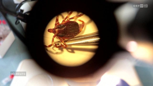 Oberösterreich heute vom 16.03.2026